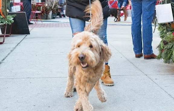 A small brown dog is running on a sidewalk.