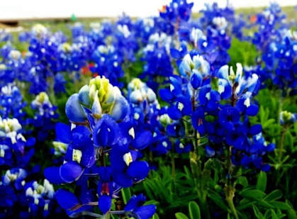 A field of bluebonnet flowers in full bloom.