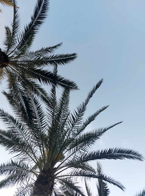Two palm trees are seen through a window with a reflection of the trees2 at Bella Del Mar Apartments, Del Mar