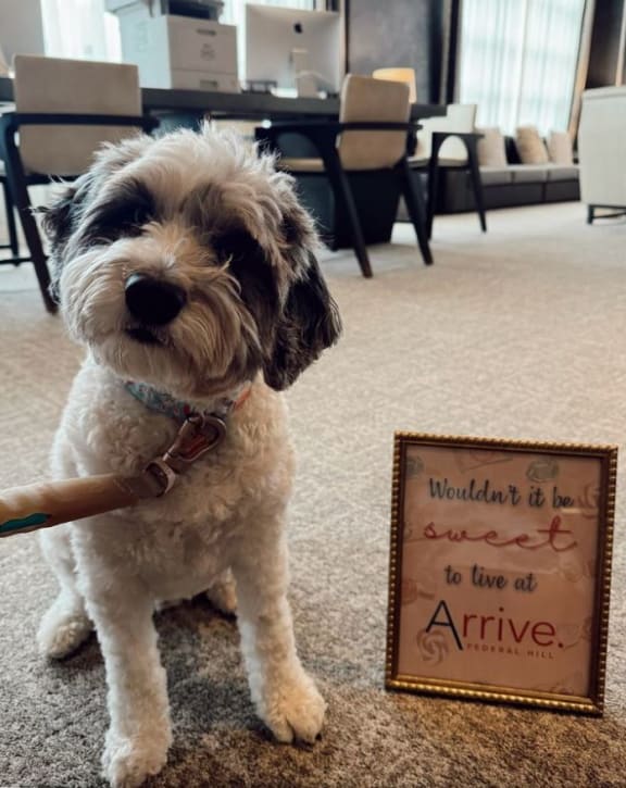 dog at arrive federal hill with welcome sign
