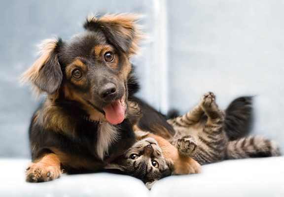 Dog Playing with a Cat at BrookStone Village, Cincinnati, OH