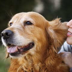 We Are Pet And People Friendly at Enclave Apartments, Henderson, Colorado