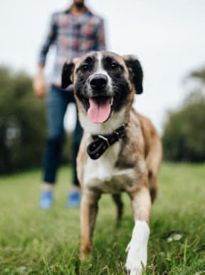 Dog Running in Grass with Tongue Out