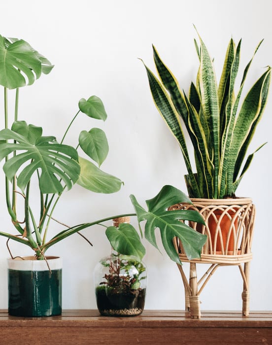 Three potted plants of different shapes and sizes are displayed on a shelf.