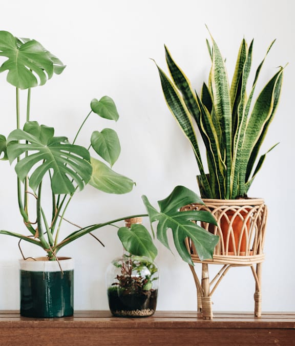 Three potted plants of different shapes and sizes are displayed on a shelf.