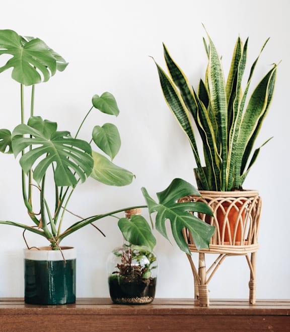 Three potted plants of different shapes and sizes are displayed on a shelf.