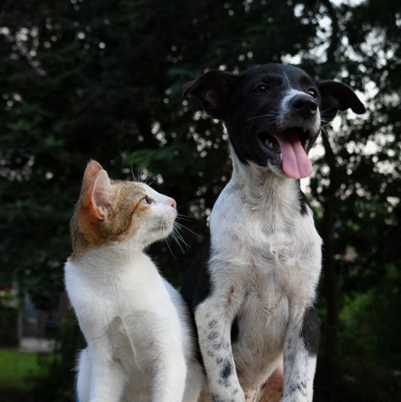 a dog and a cat standing next to each other