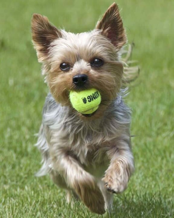 a small dog running with a tennis ball in its mouth