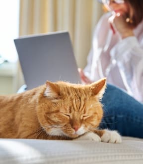 a cat laying on a bed with a woman working on a laptop in the background
