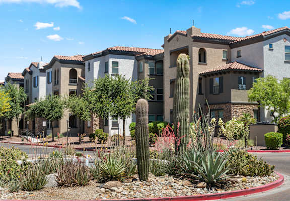 A row of houses with a cactus in the front.