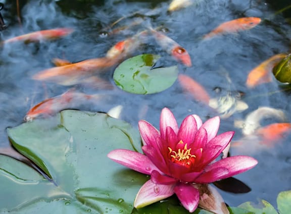 a pink lotus flower in a pond with koi