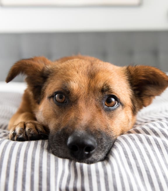 a dog laying on a bed with his head on the pillow at Aspire Apollo, Camp Springs, MD