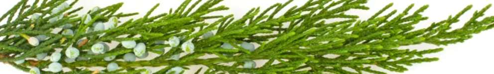 A branch of a coniferous tree with green needles.