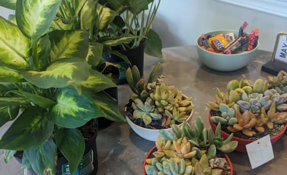 a table full of potted plants