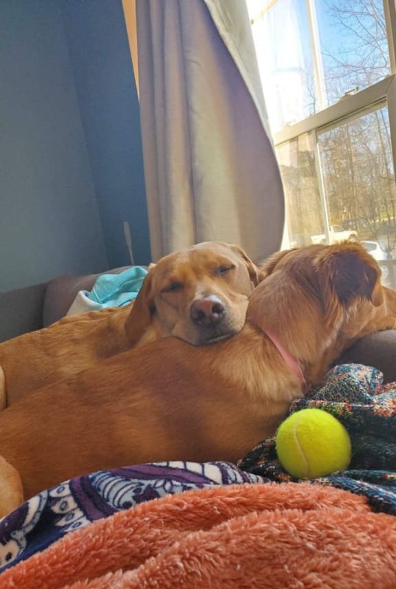 two dogs sleeping on a couch next to a tennis ball