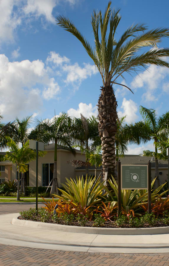 A palm tree stands in the middle of a circular driveway.