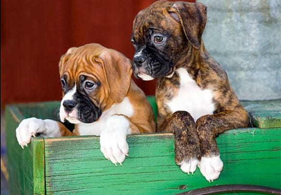 a pair of brown and white boxer puppies sitting in a green crate
