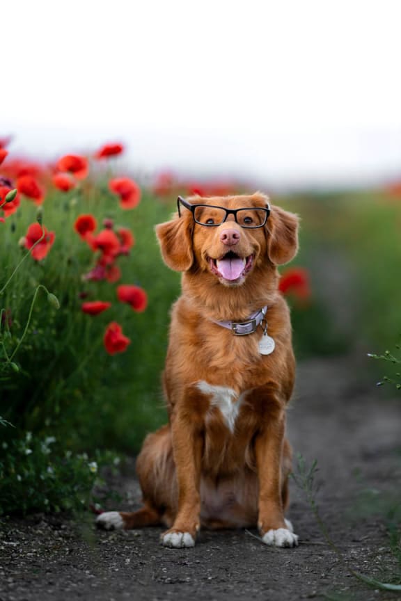 dog with glasses