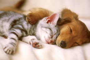 a dog and a cat sleeping on a bed