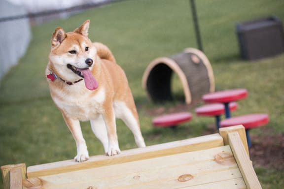 Dogs playing in the private dog park at pet-friendly The Flats at 84 in southeast Lincoln NE 68516