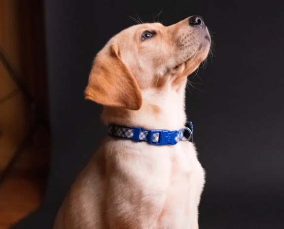 a brown and white dog wearing a blue collar