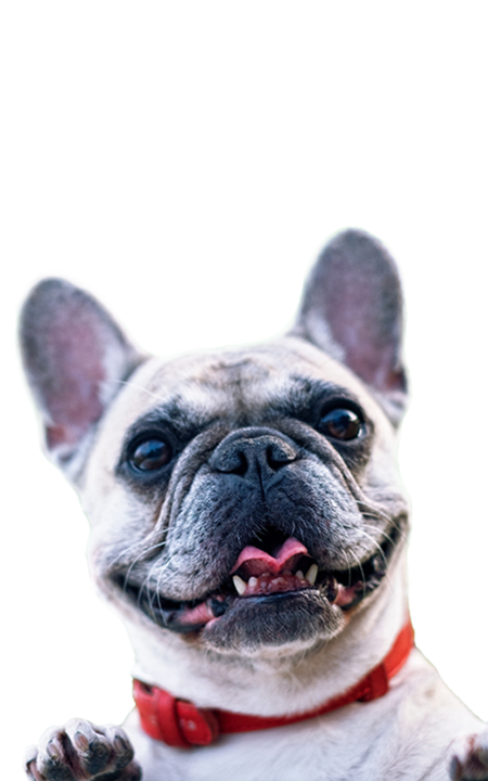 A happy French Bulldog with a red collar is looking up.