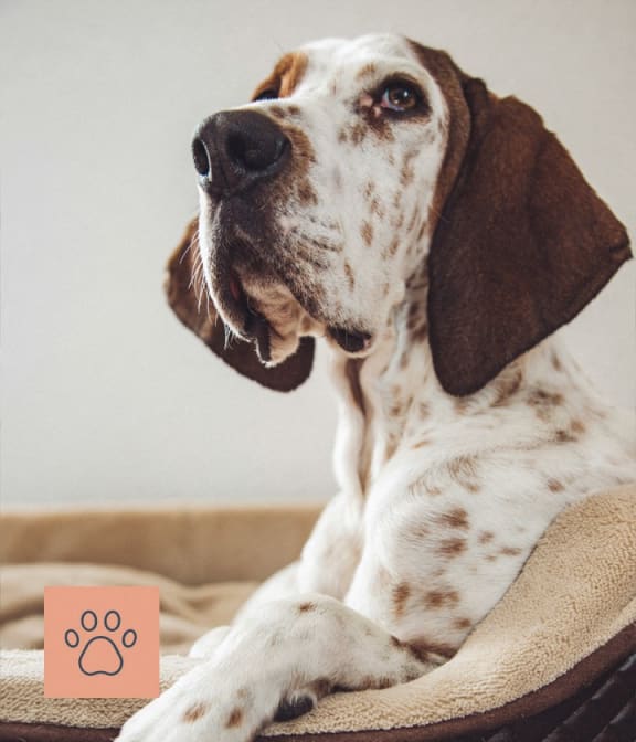 a brown and white dog laying on a bed with a paw icon on a tag