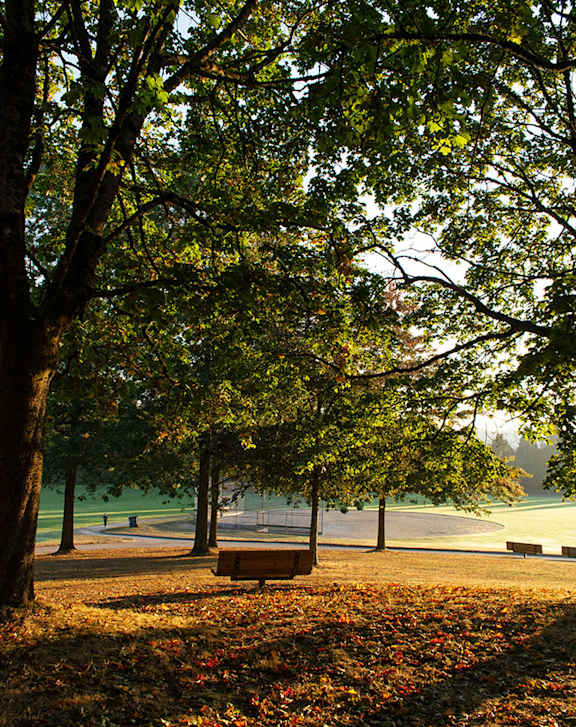 A bench is situated under a tree in a park.