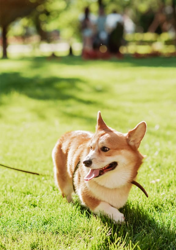 a brown and white dog running in the grass