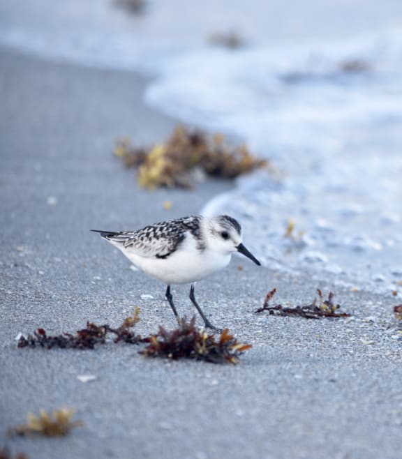 a bird standing on a beach next to a body of water at The Standard, Charleston, SC, 29412