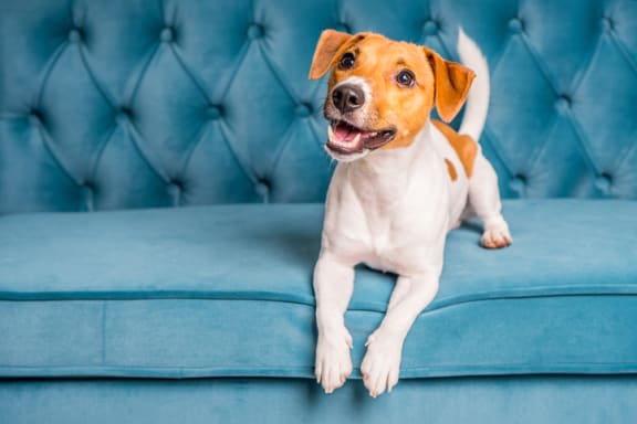a brown and white dog sitting on a blue couch at 2300 West Apartments, Nevada, 89502