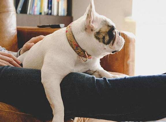 a small dog sitting on the lap of a person