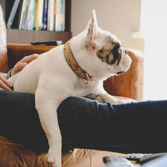 a small dog sitting on the lap of a person