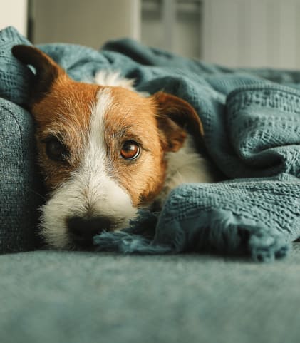 a brown and white dog laying on a couch under a blanket at Stonelake at the Arboretum, Austin, TX