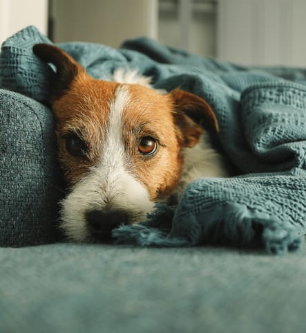 a brown and white dog laying on a couch under a blanket at Parke Place, Prescott Valley, Arizona