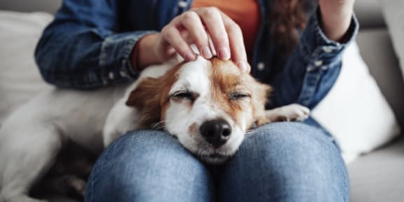 a woman petting her dog on the couch