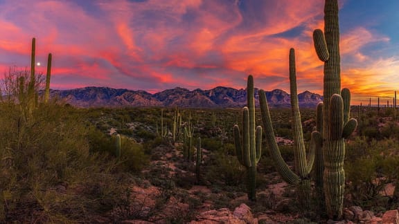 a colorful sunset over the desert with saguaro cactus