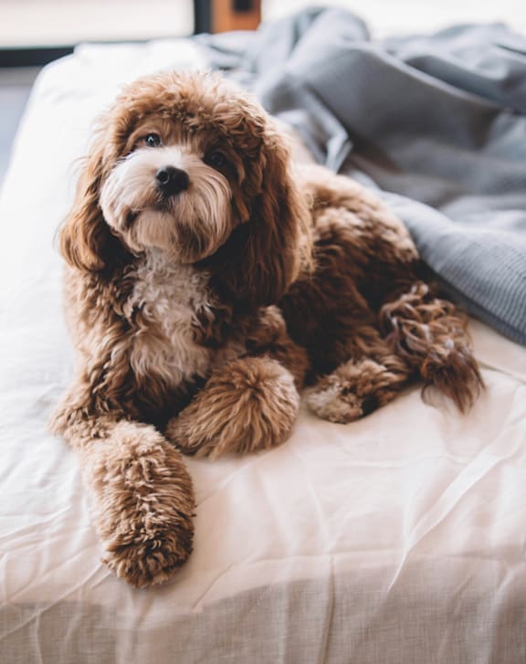 Brown and White Dog Laying on Bed