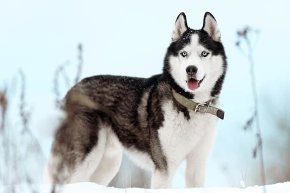 a husky dog standing in the snow with its tongue out