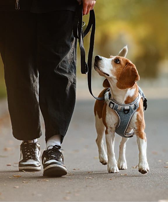 A person walking a dog on a leash.