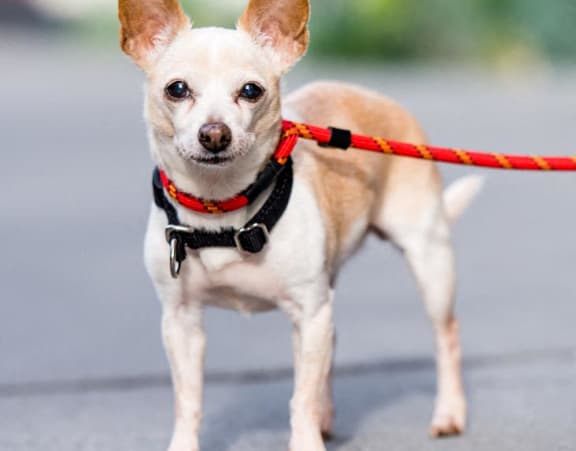 a small brown and white dog on a leash
