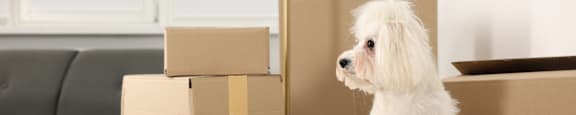 A small white dog is sitting on a cardboard box.