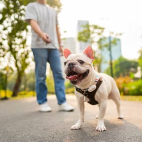 a person walking a dog on a leash in a park