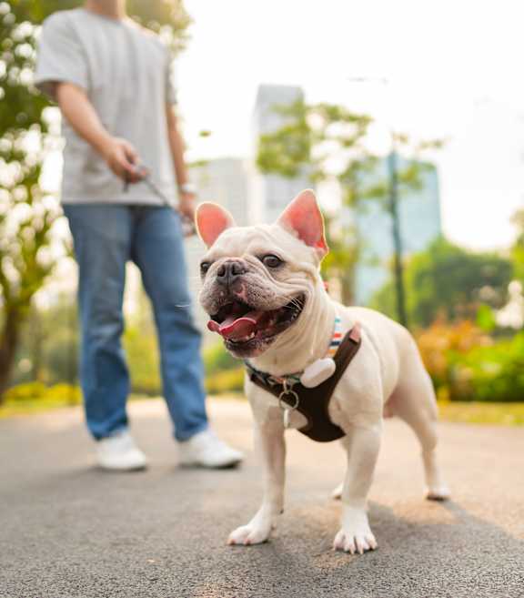 A small dog with a red collar is standing on a mat in a park.