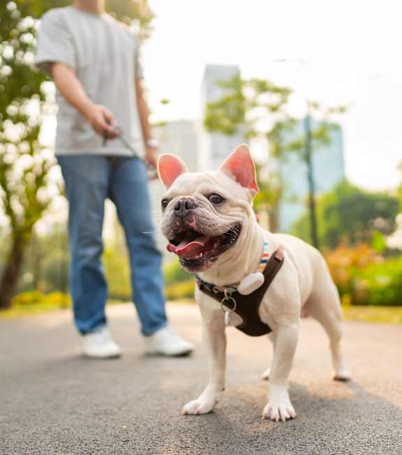 A small dog with a red collar is standing on a mat in a park.