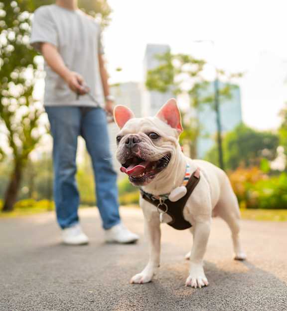 A small dog with a red collar is standing on a mat in a park.