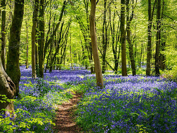 A path through a forest of trees covered in bluebells. at The Woodlands Apartments, Milton Keynes, MK5 6GS
