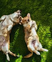 two dogs laying on the grass