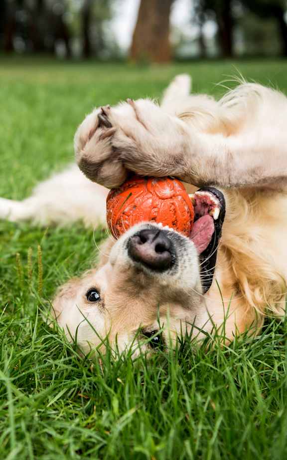 A golden retriever dog playing with a ball in the grass.