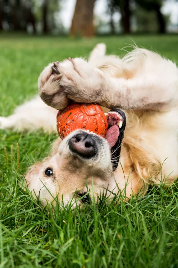 a dog laying in the grass playing with a ball